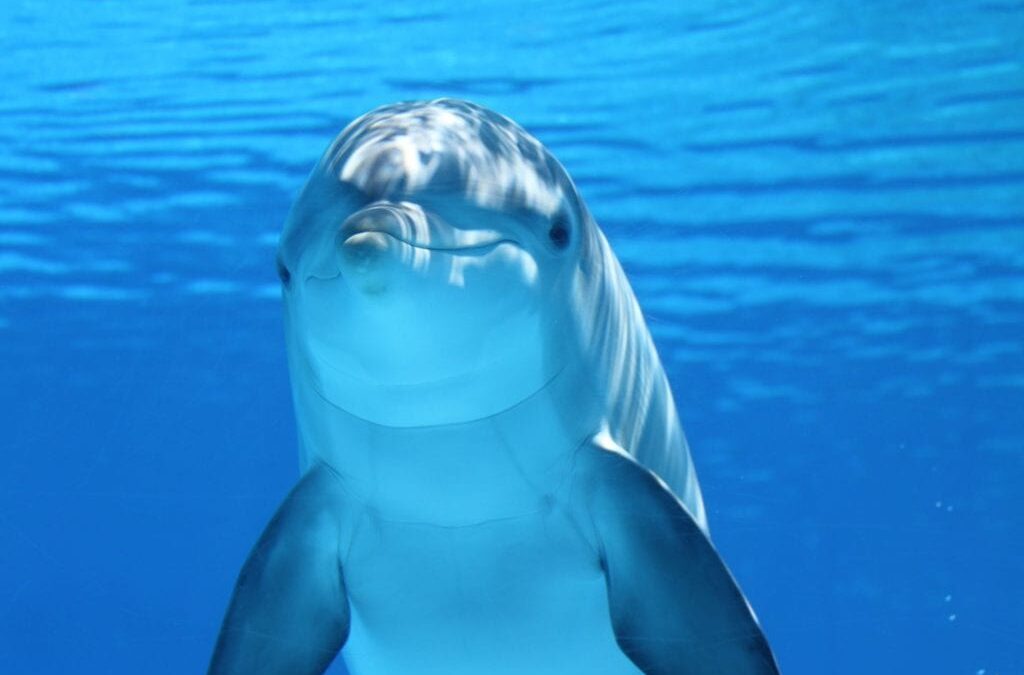 I Delfini: I Magici Mammiferi del Mare