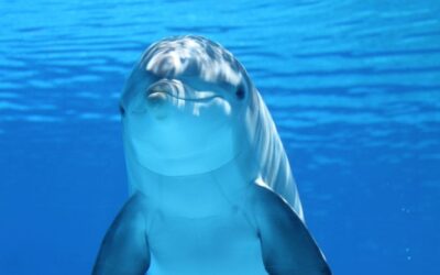 I Delfini: I Magici Mammiferi del Mare